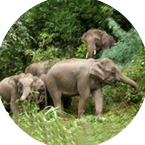 保護(hù)野生動(dòng)物實(shí)現(xiàn)人與動(dòng)物和平共處